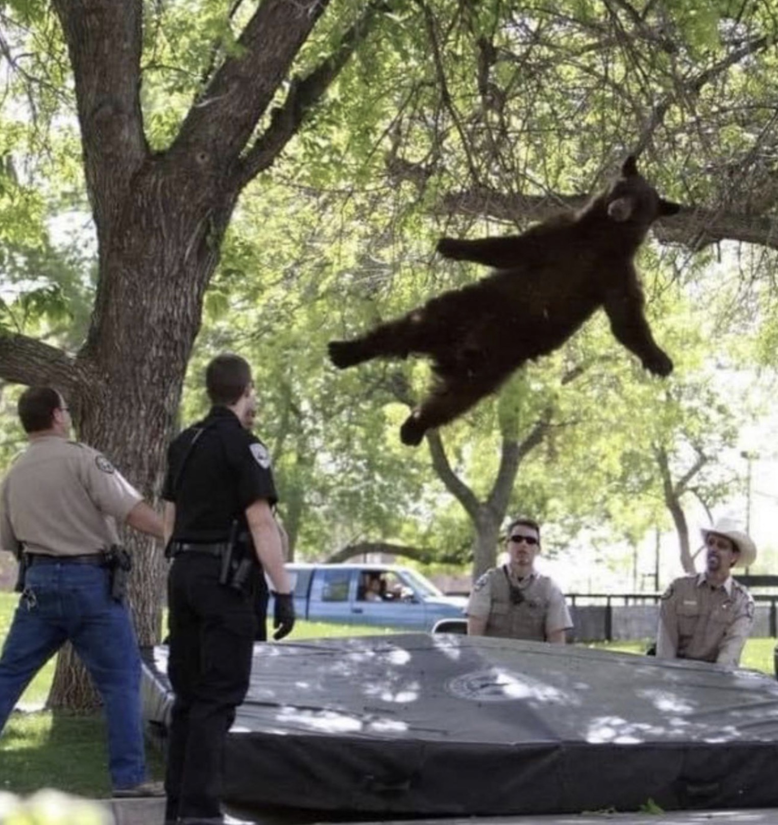 bears hanging off tree